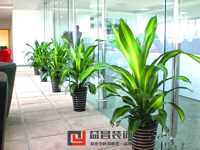 辦公室裝修-花卉租賃